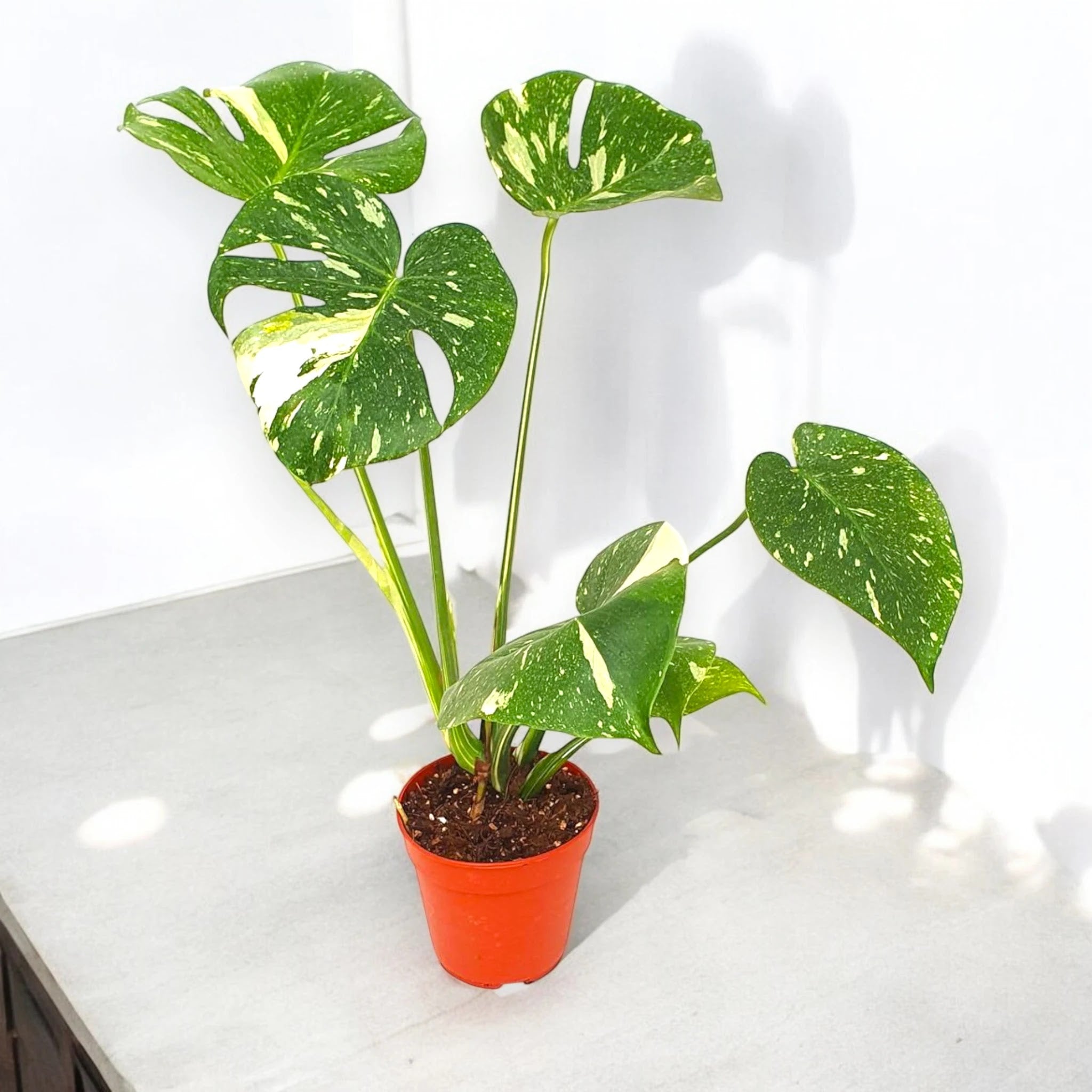 Monstera deliciosa 'Thai Constellation'