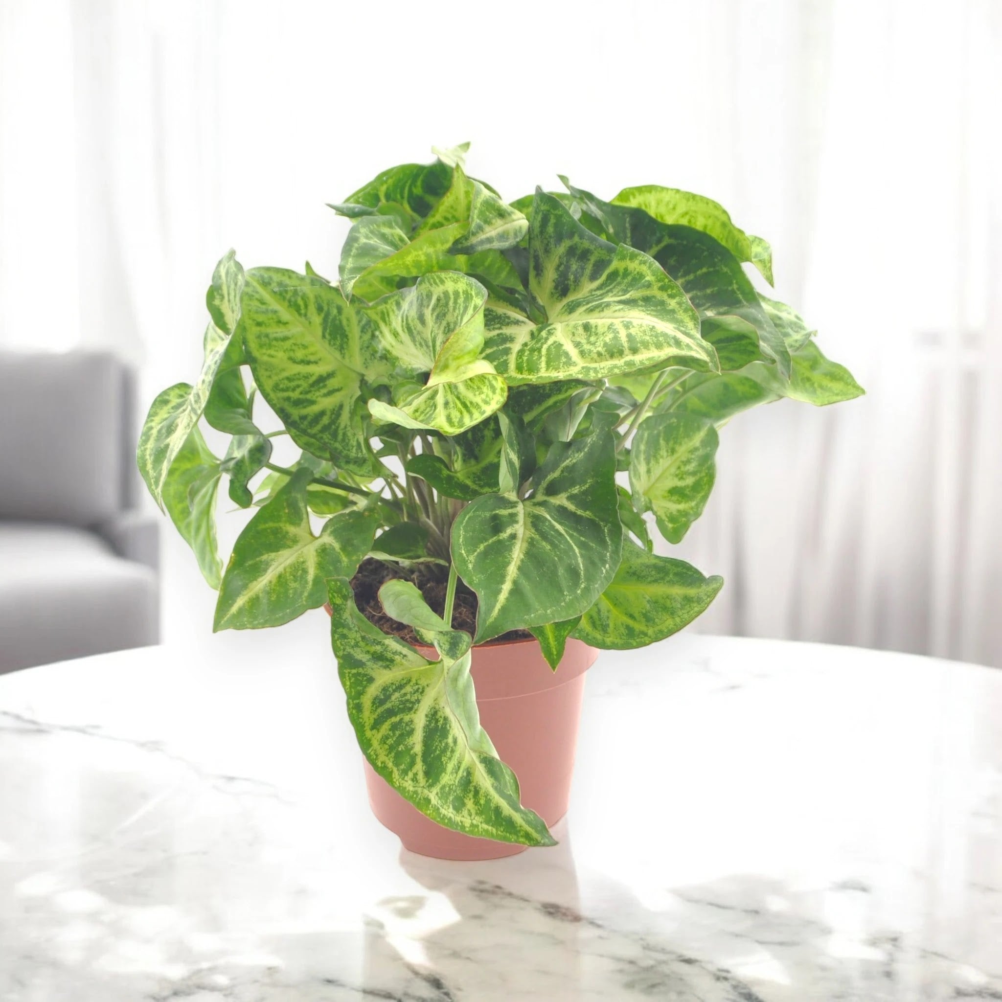 Syngonium 'Arrow'