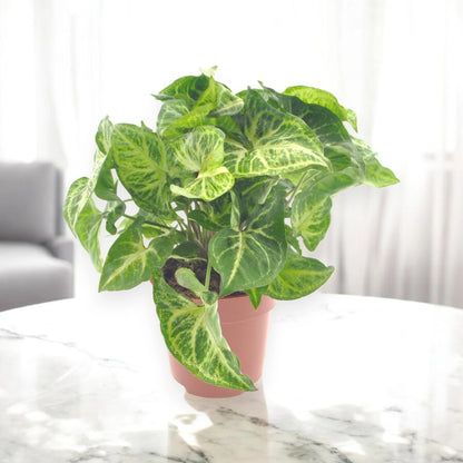 Syngonium 'Arrow'