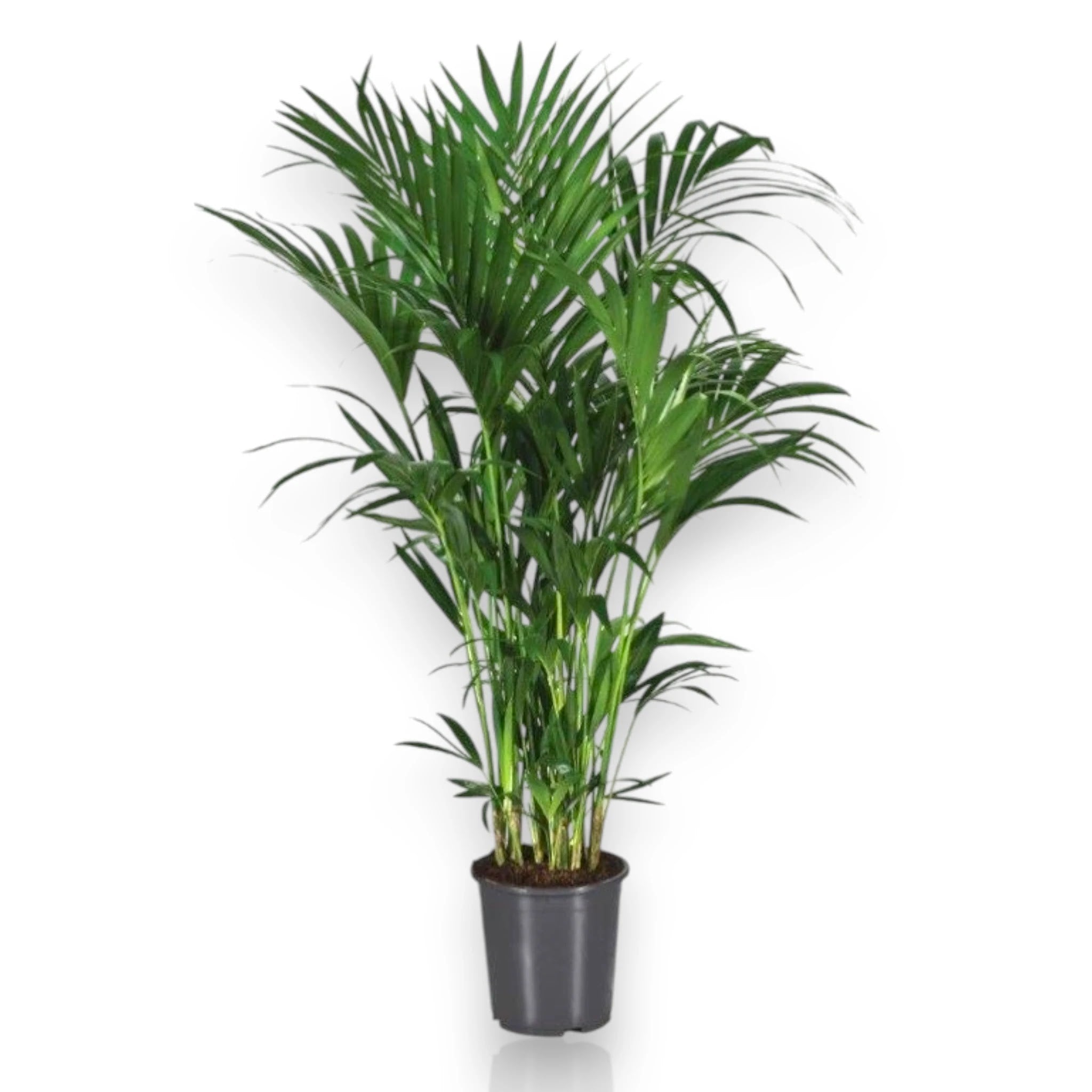 Howea forsteriana (Kentia)