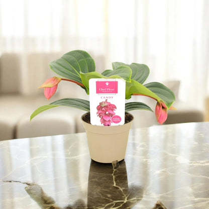 Medinilla magnifica