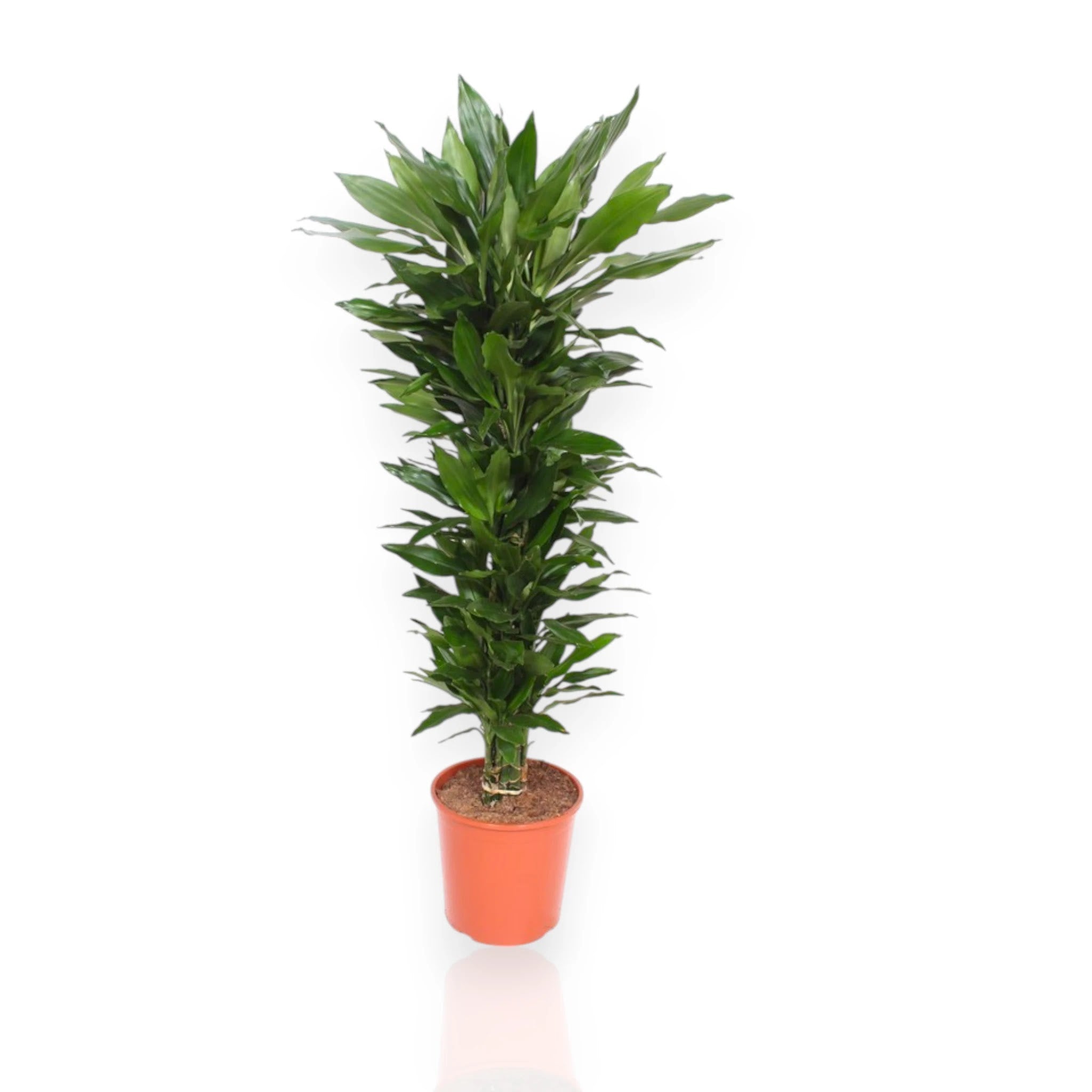 Dracaena fragrans 'Janet Lind'