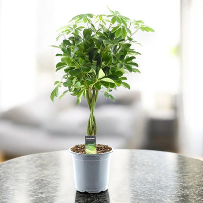Schefflera arboricola 'Compacta'