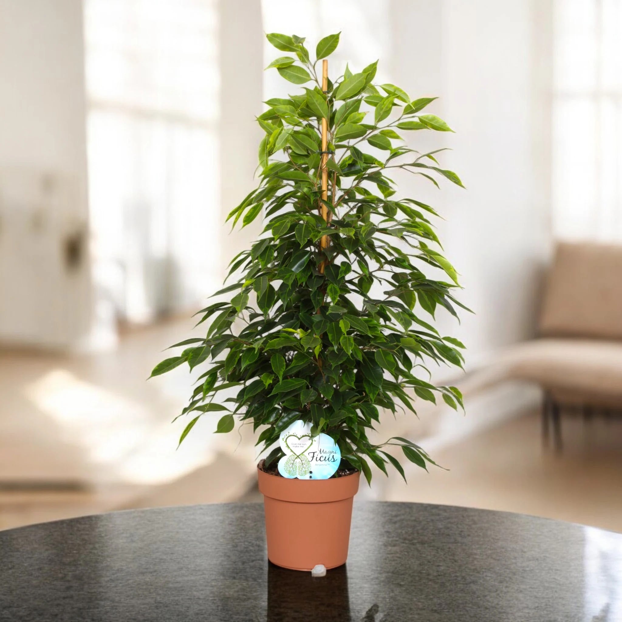 Ficus benjamina 'Anastasia'