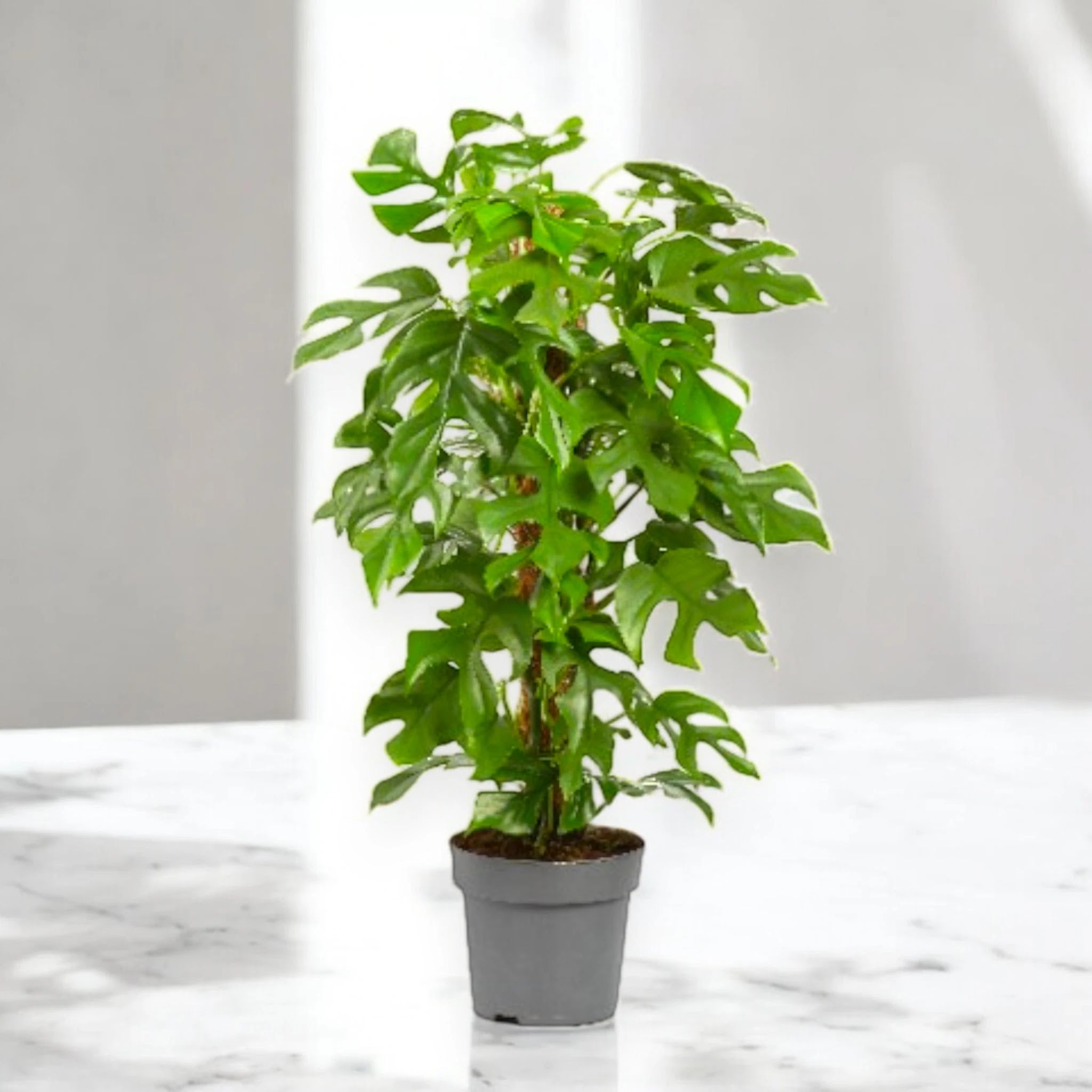 Philodendron 'Minima'
