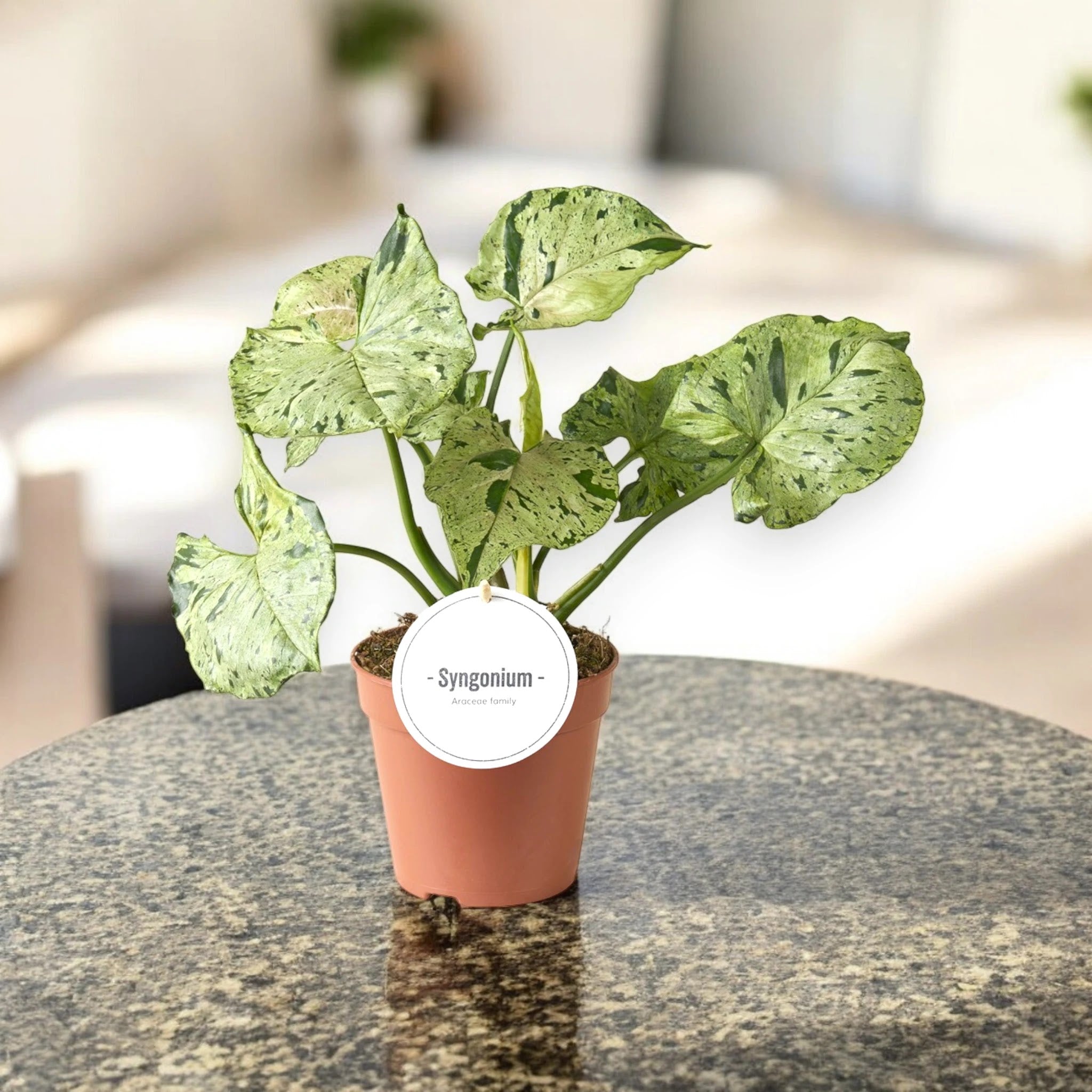 Syngonium 'Green splash'