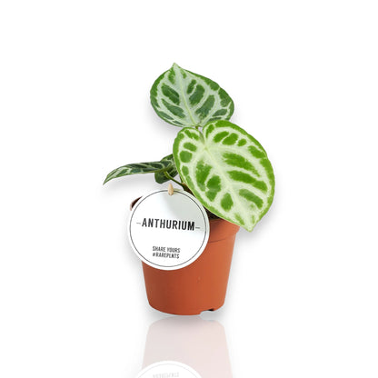 Anthurium Silver Blush in vaso, pianta da interno con foglie argentate lucide