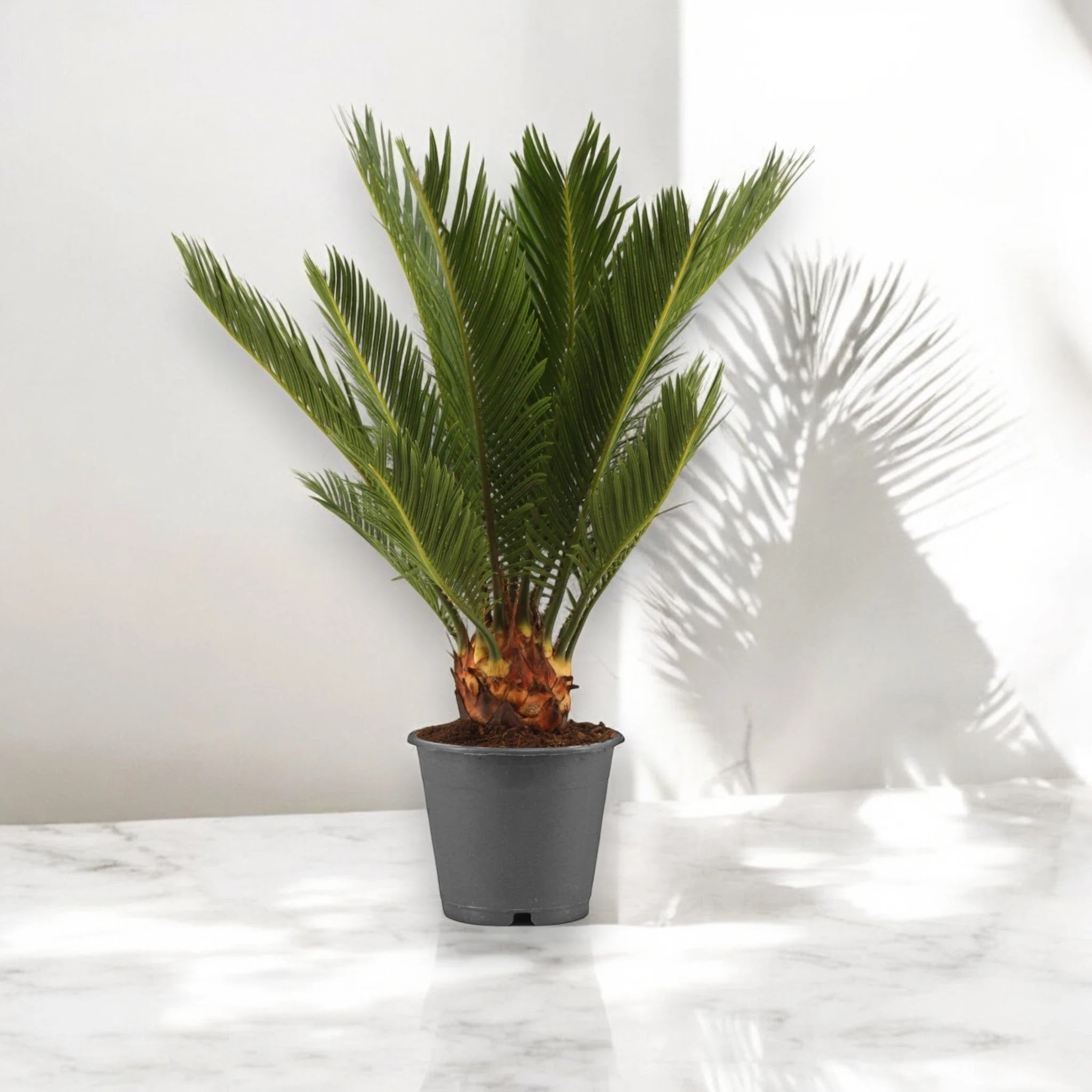 Cycas revoluta