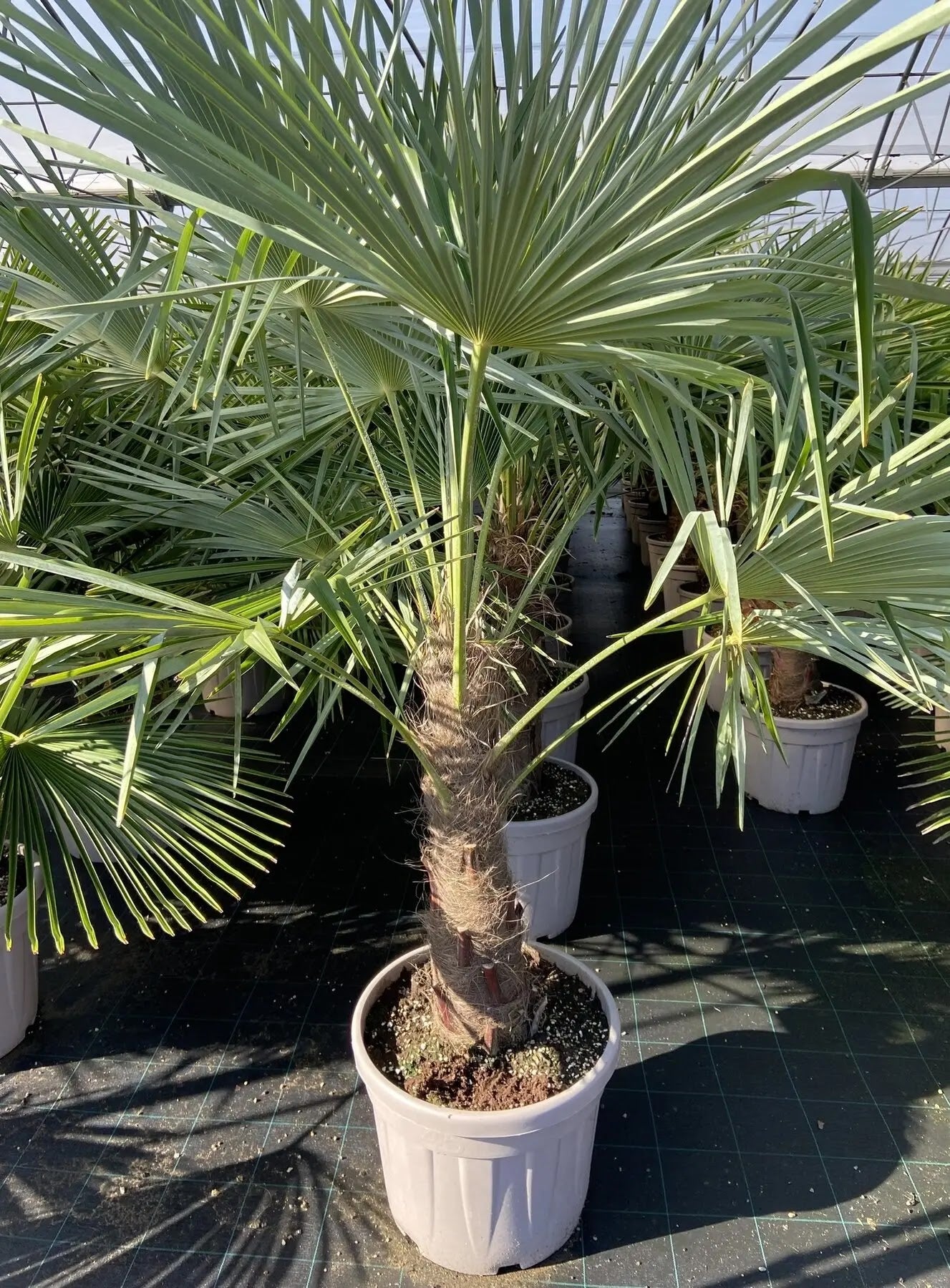Trachicarpus fortunei