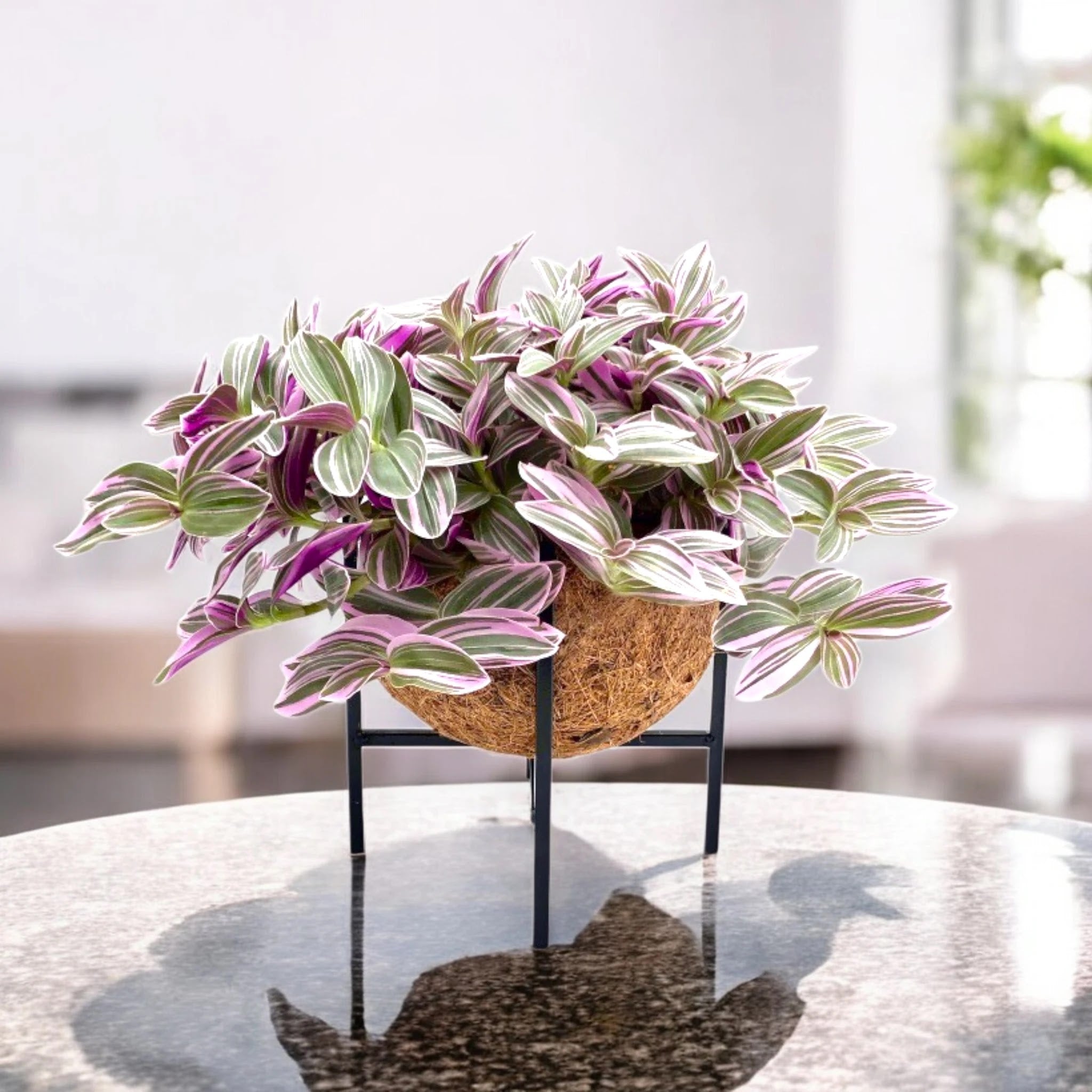 Tradescantia cerinthoides Sweetness