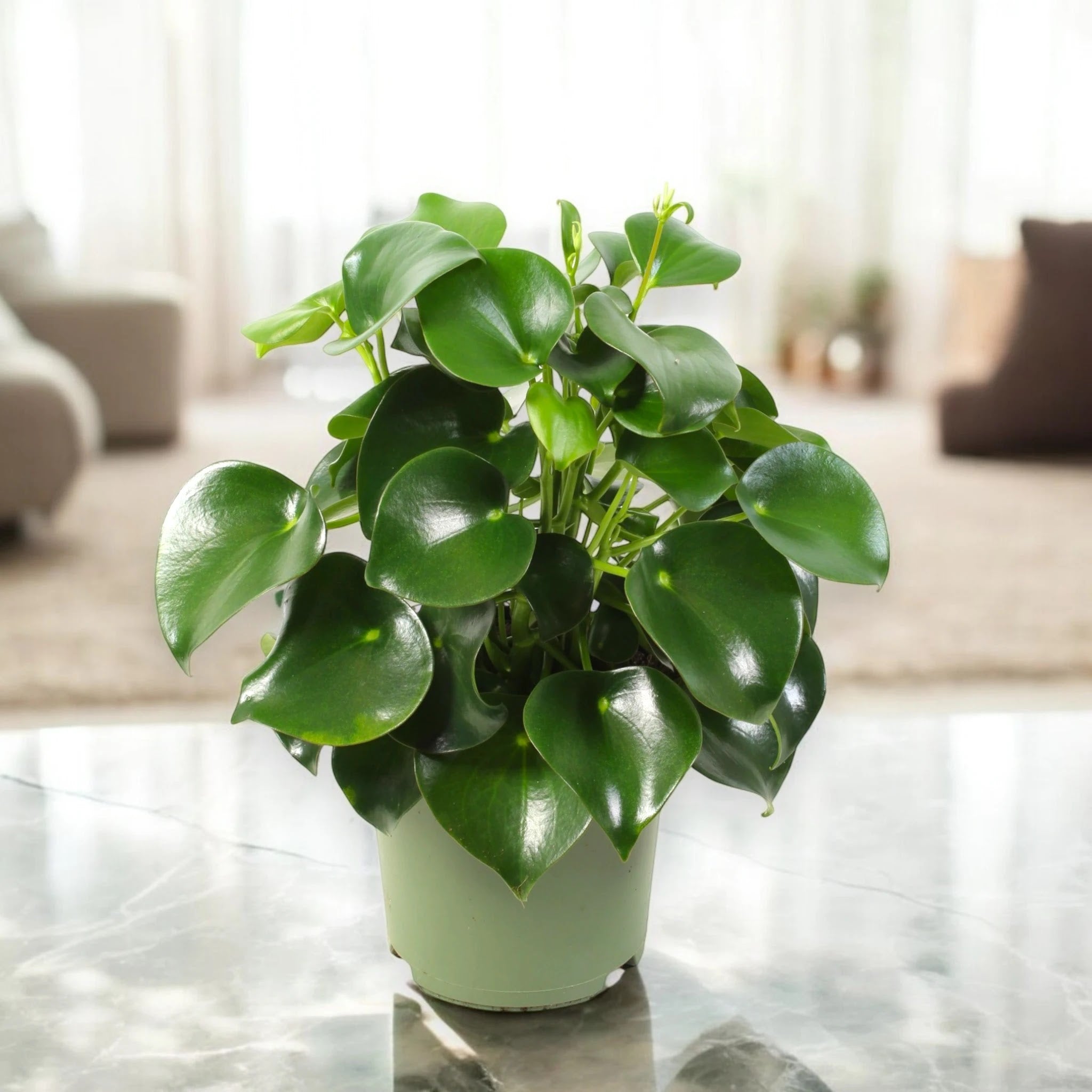 Dettaglio foglie rotonde lucide della Peperomia polybotrya Raindrop