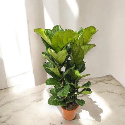 Ficus lyrata