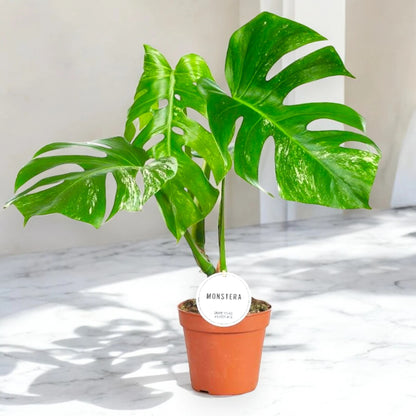 Monstera deliciosa