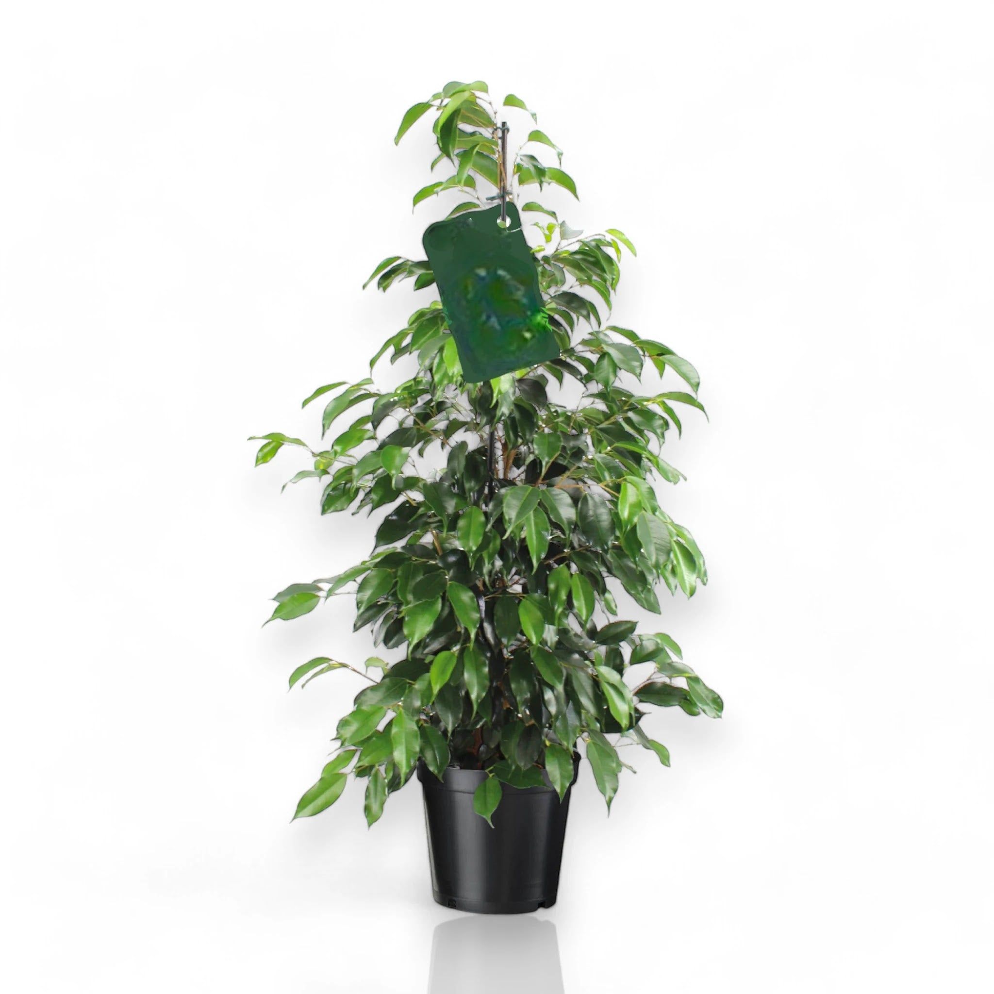 Ficus benjamina Danielle in vaso, pianta da interno con foglie lucide verdi in soggiorno moderno