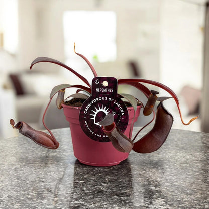 Dettaglio ascidi Nepenthes Rebecca forma anfora colorata verde rossastra foglie allungate