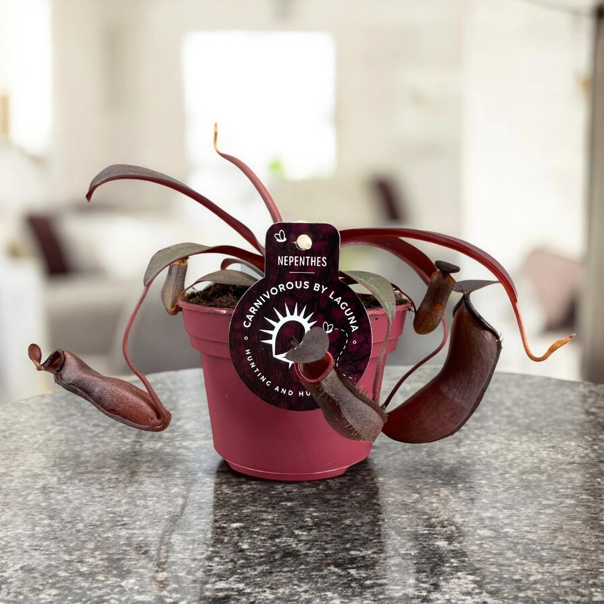 Dettaglio ascidi Nepenthes Rebecca forma anfora colorata verde rossastra foglie allungate