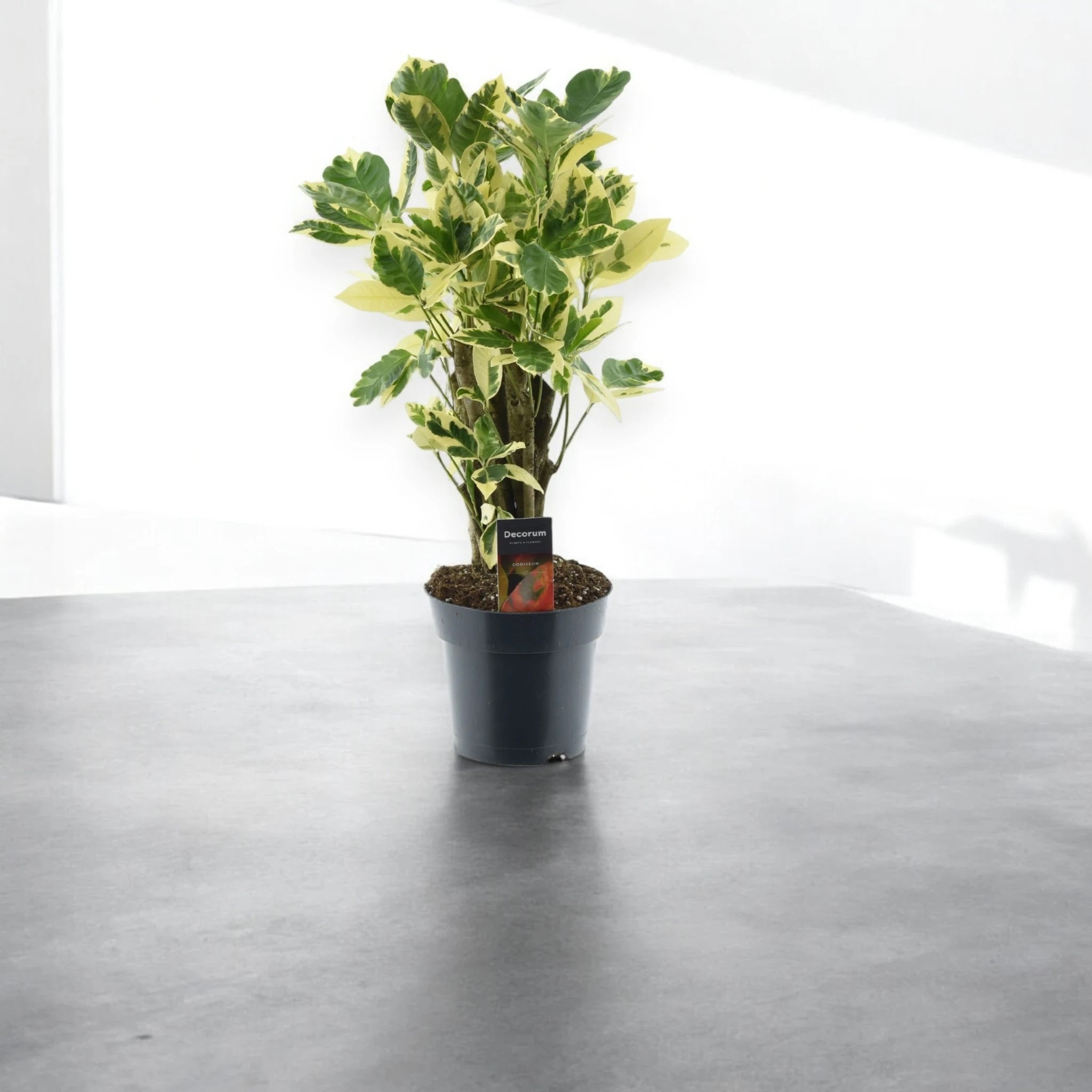 Codiaeum variegatum 'Eburneum'