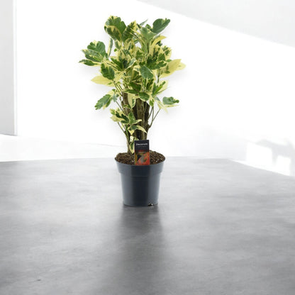 Codiaeum variegatum 'Eburneum'