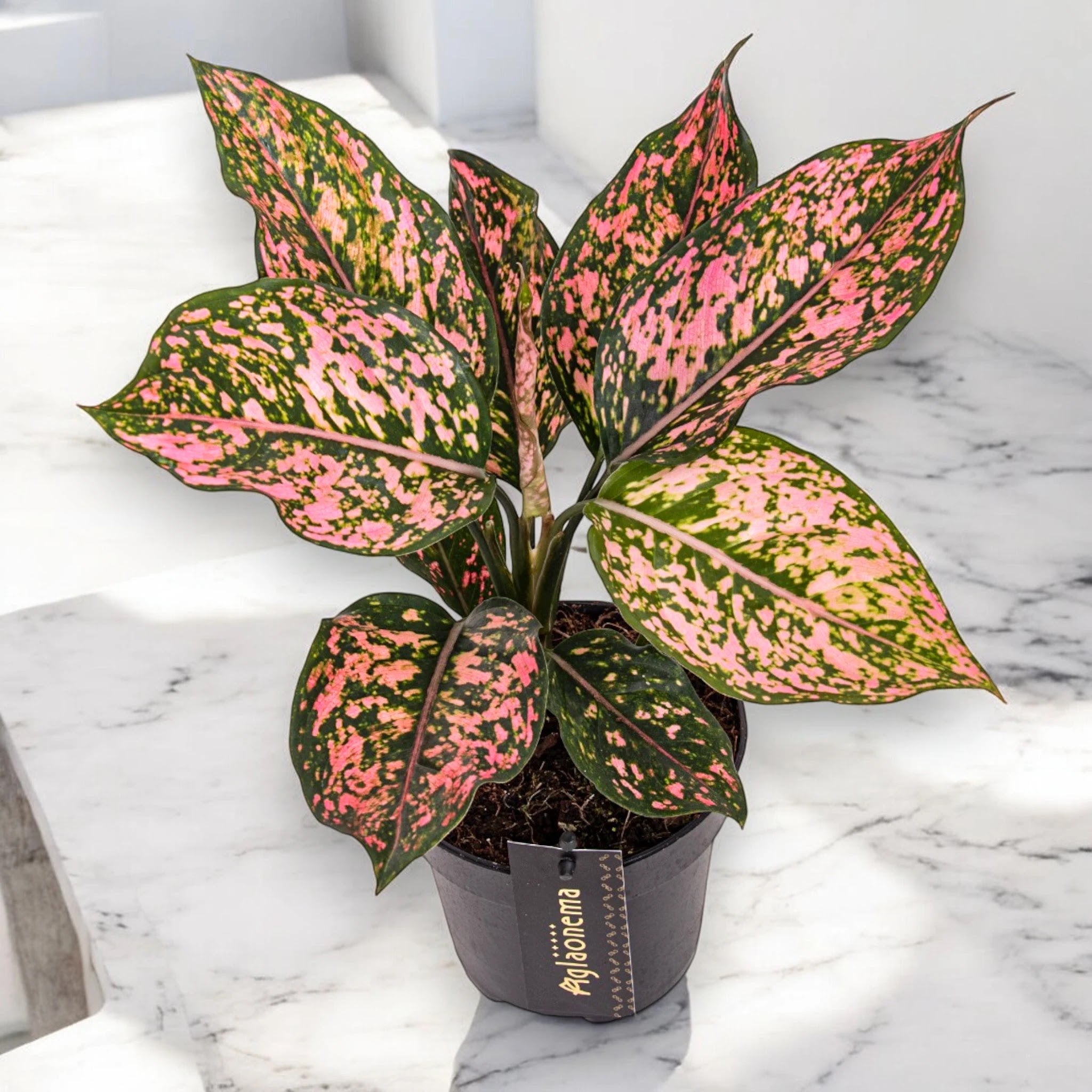 Dettaglio foglie Aglaonema Pink Leopard con caratteristiche macchie rosa su sfondo verde scuro