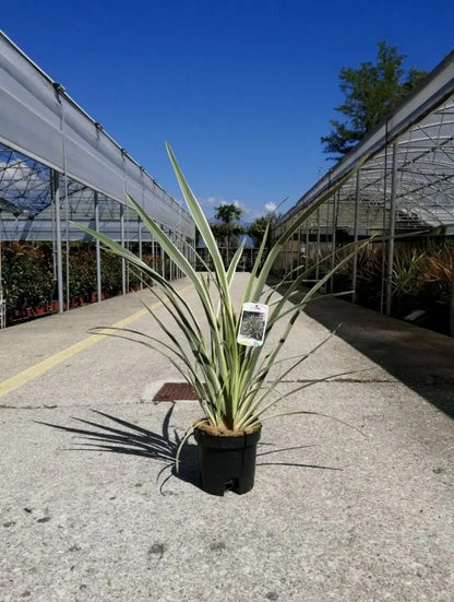 Phormium tenax