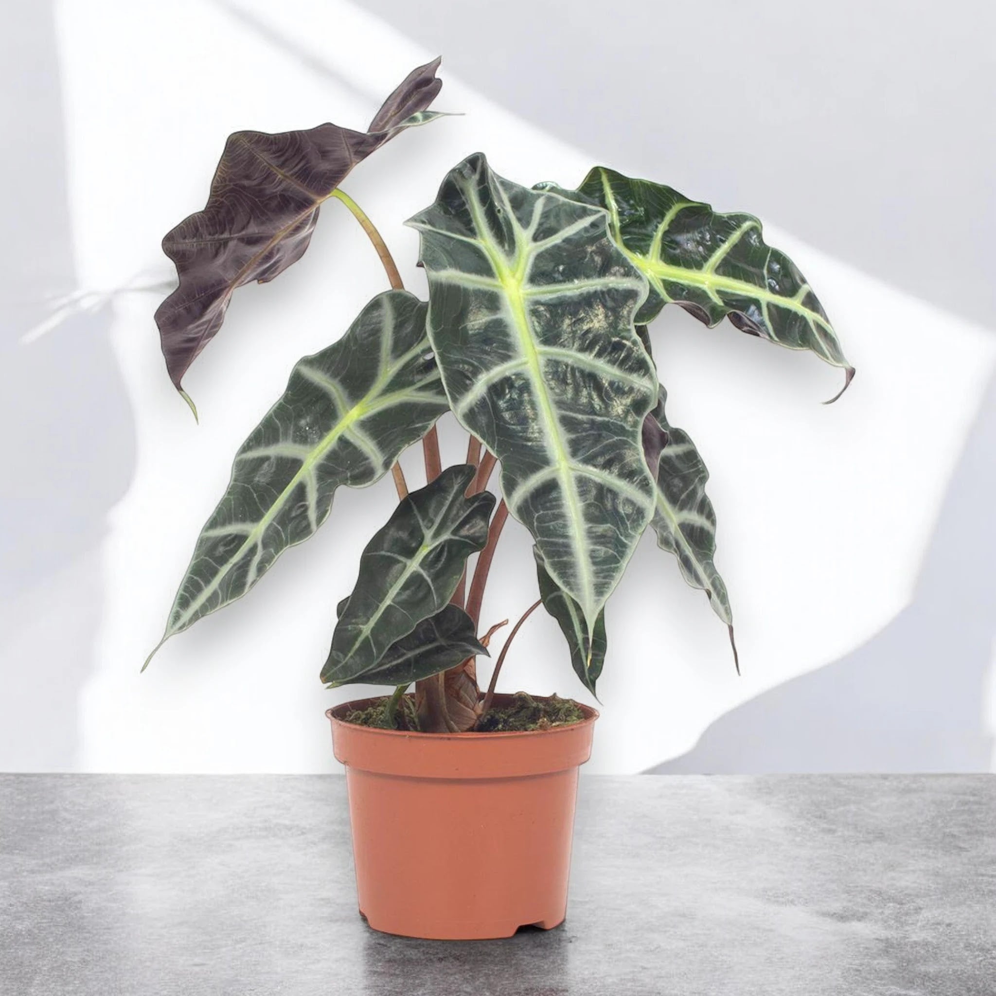 Alocasia 'Polly'