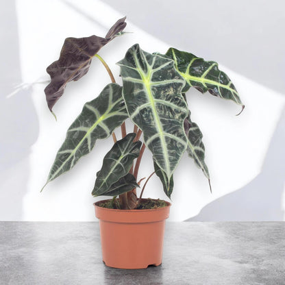 Alocasia 'Polly'