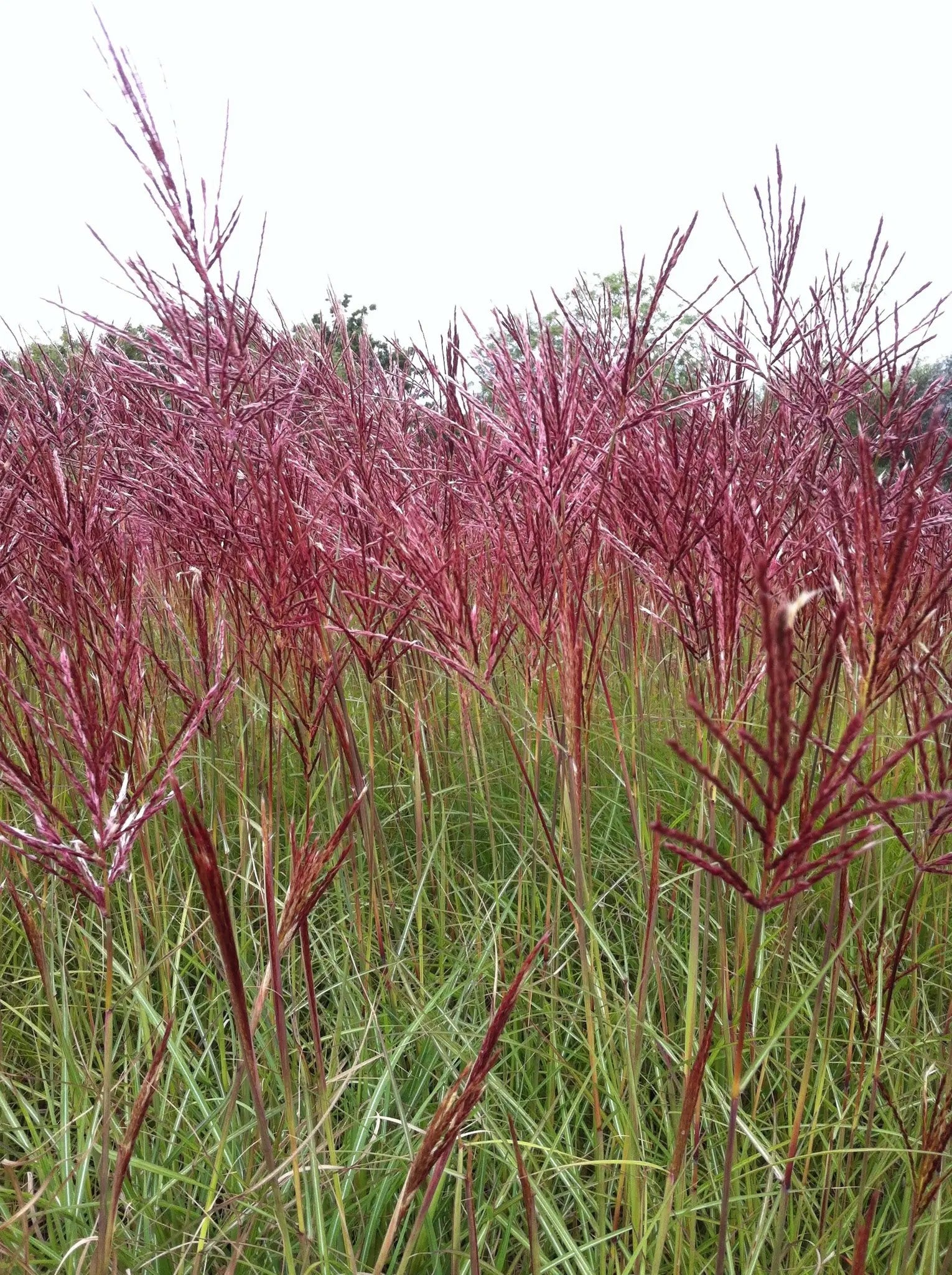 Miscanthus sinensis Red Chief con pannocchie rosse in giardino autunnale
