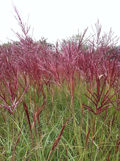 Miscanthus sinensis Red Chief con pannocchie rosse in giardino autunnale