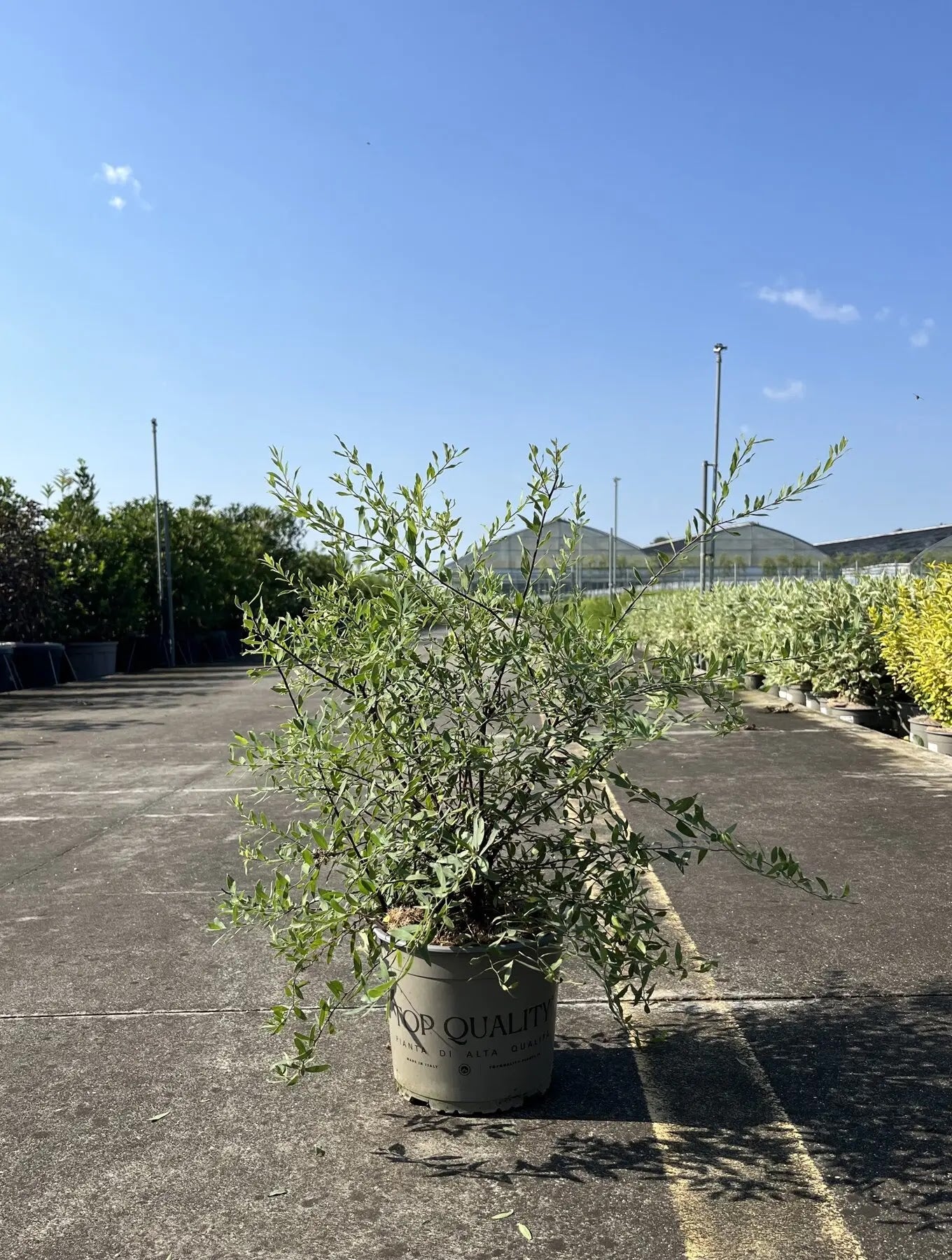 Dettaglio fiori bianchi Spiraea cinerea Grefsheim raggruppati in ombrelle su fogliame verde chiaro