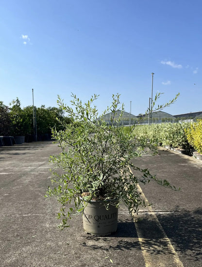 Dettaglio fiori bianchi Spiraea cinerea Grefsheim raggruppati in ombrelle su fogliame verde chiaro