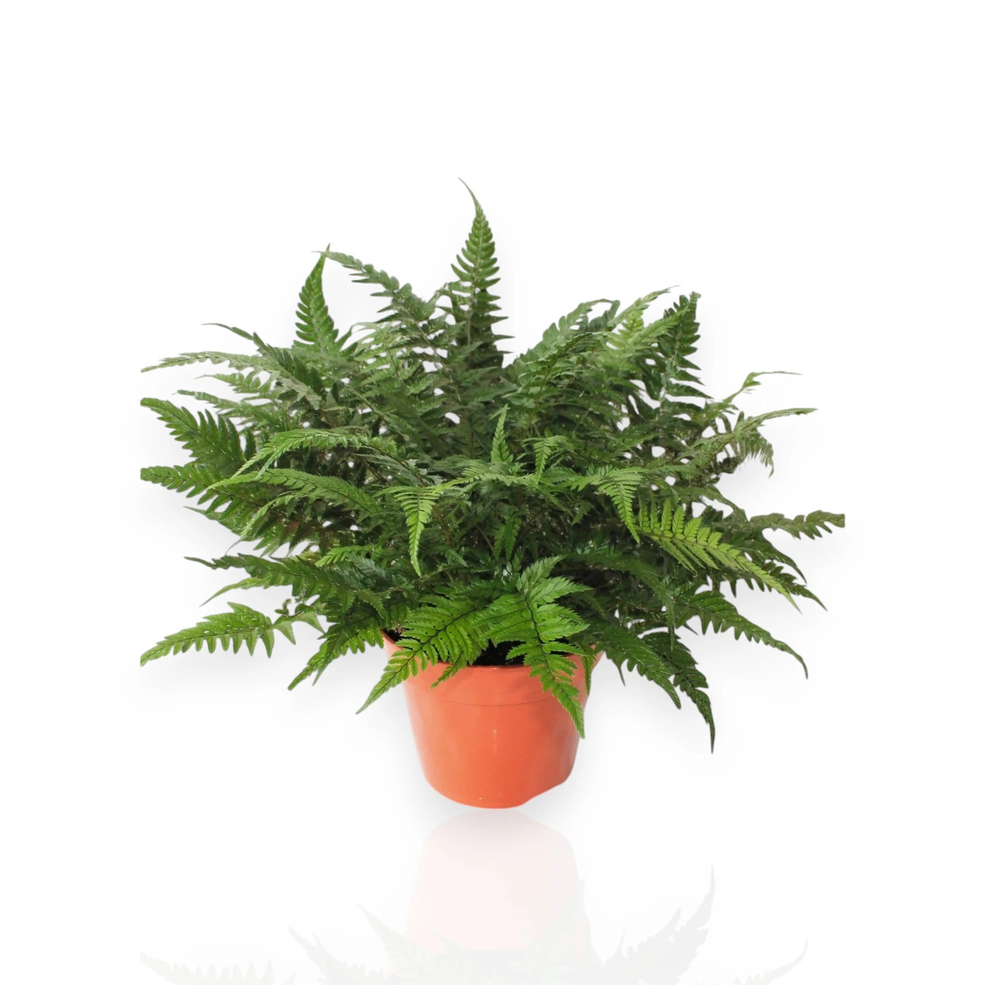 Athyrium spicatum