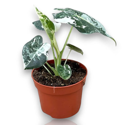 Dettaglio foglia Alocasia variegata con striature bianche su verde intenso e nervature pronunciate