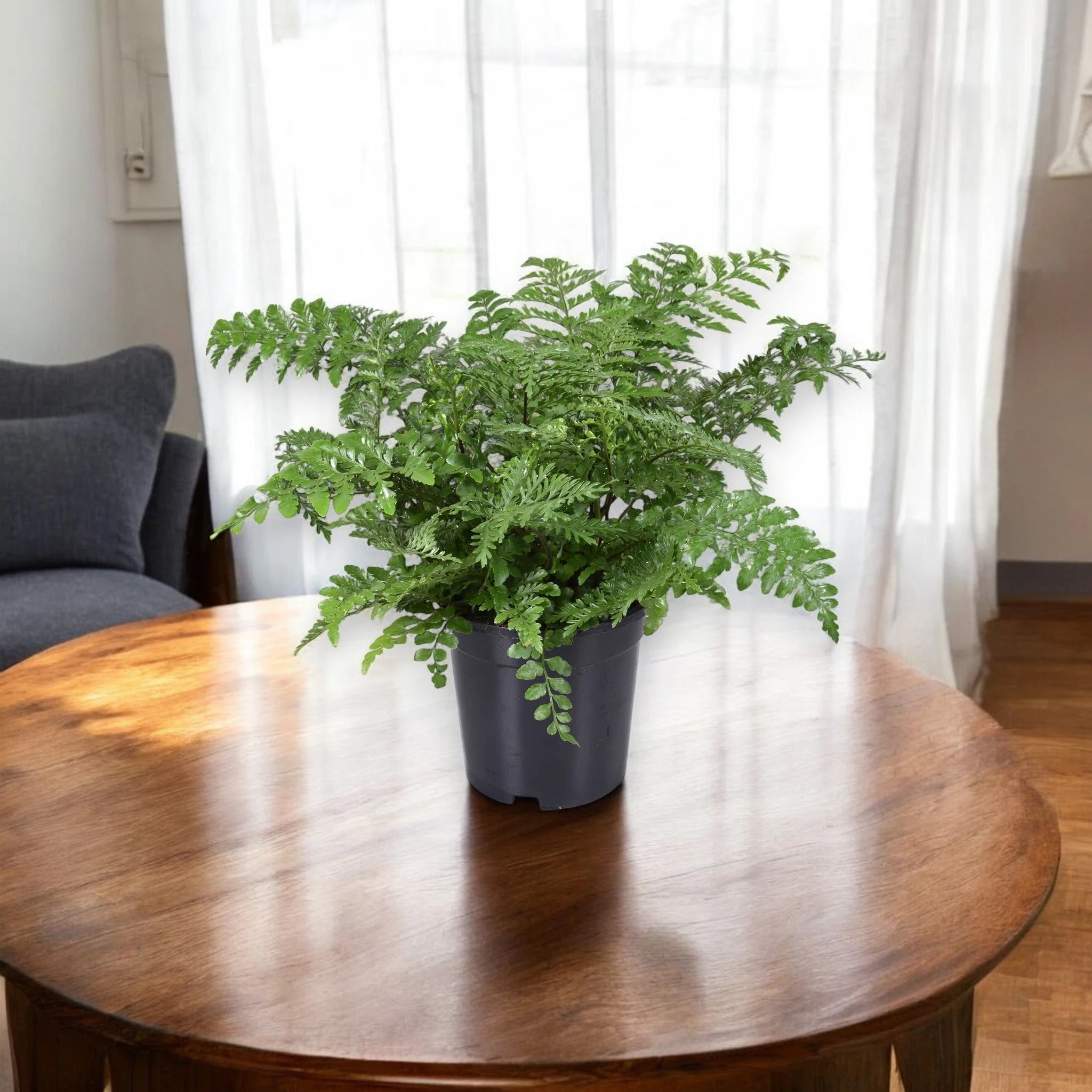 Asplenium parvati