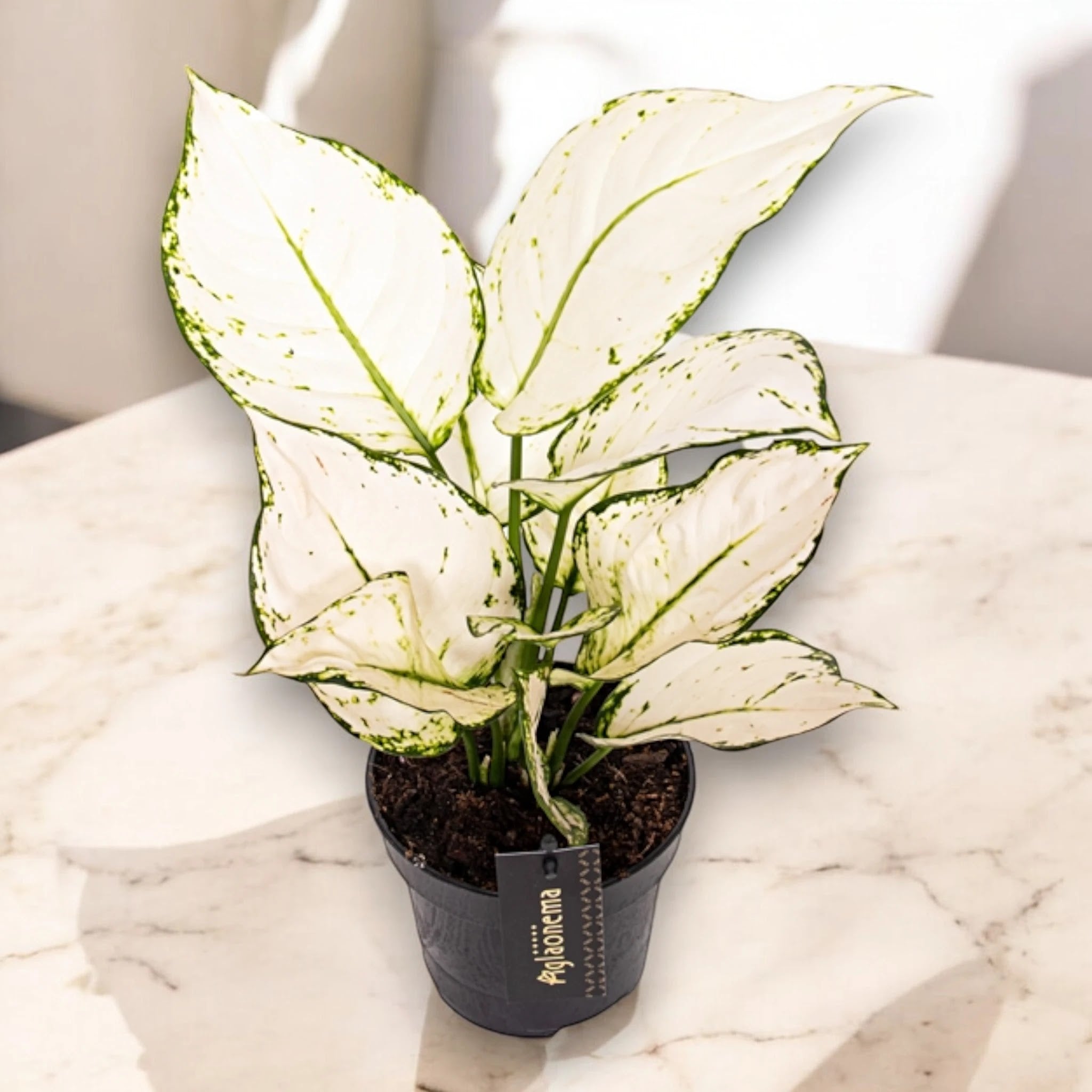 Aglaonema 'White joy'