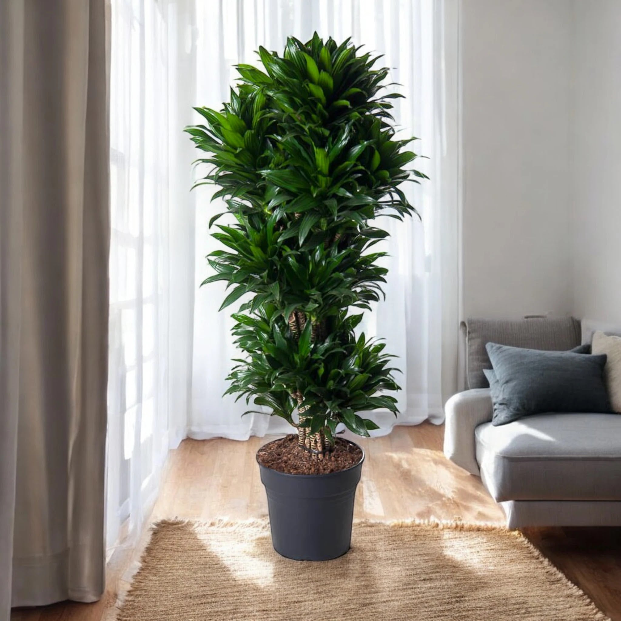 Dracaena fragrans 'Compacta'