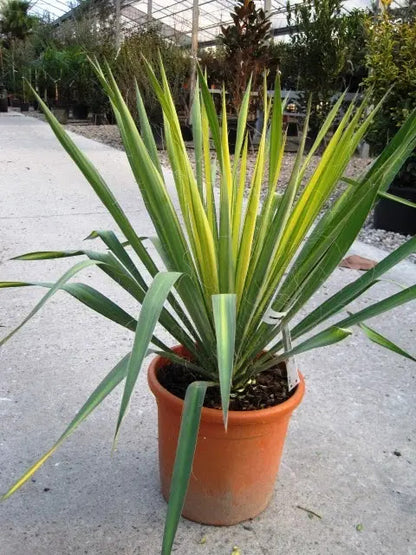 Yucca Color Guard con rosetta di foglie variegate giallo-verde in giardino roccioso