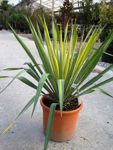 Yucca Color Guard con rosetta di foglie variegate giallo-verde in giardino roccioso