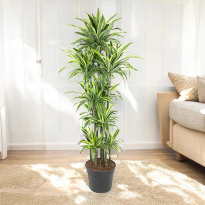 Nandina domestica 'Lemon-Lime'