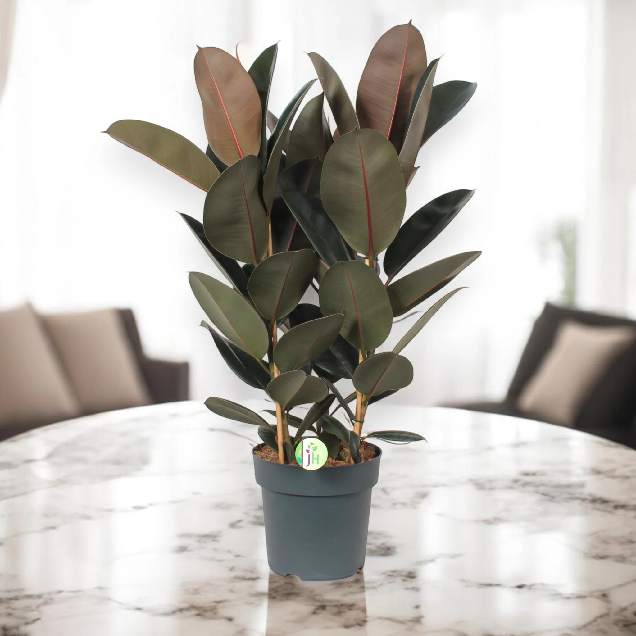 Ficus elastica 'Abidjan'