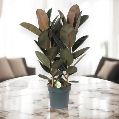 Ficus elastica 'Abidjan'