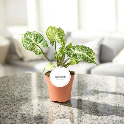 Syngonium 'Batik'