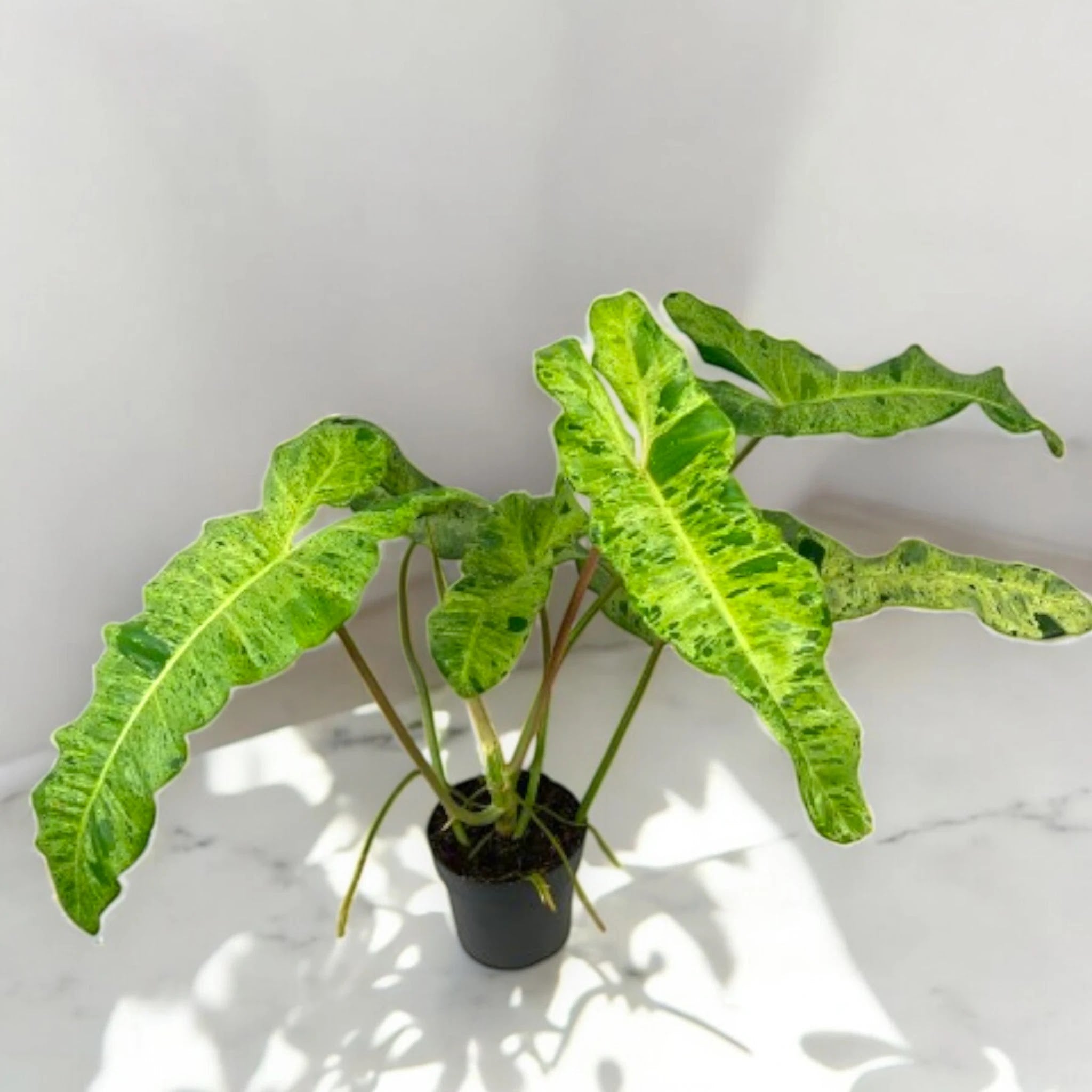 Philodendron paraiso Verde