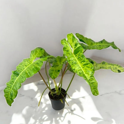 Philodendron paraiso Verde