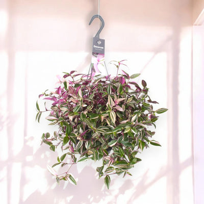 Dettaglio foglie Tradescantia Quadricolor con striature multicolore rosa cremisi bianco e verde