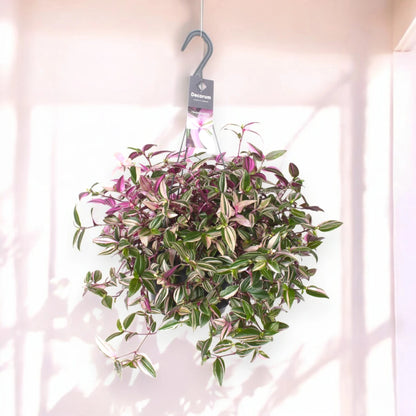 Dettaglio foglie Tradescantia Quadricolor con striature multicolore rosa cremisi bianco e verde