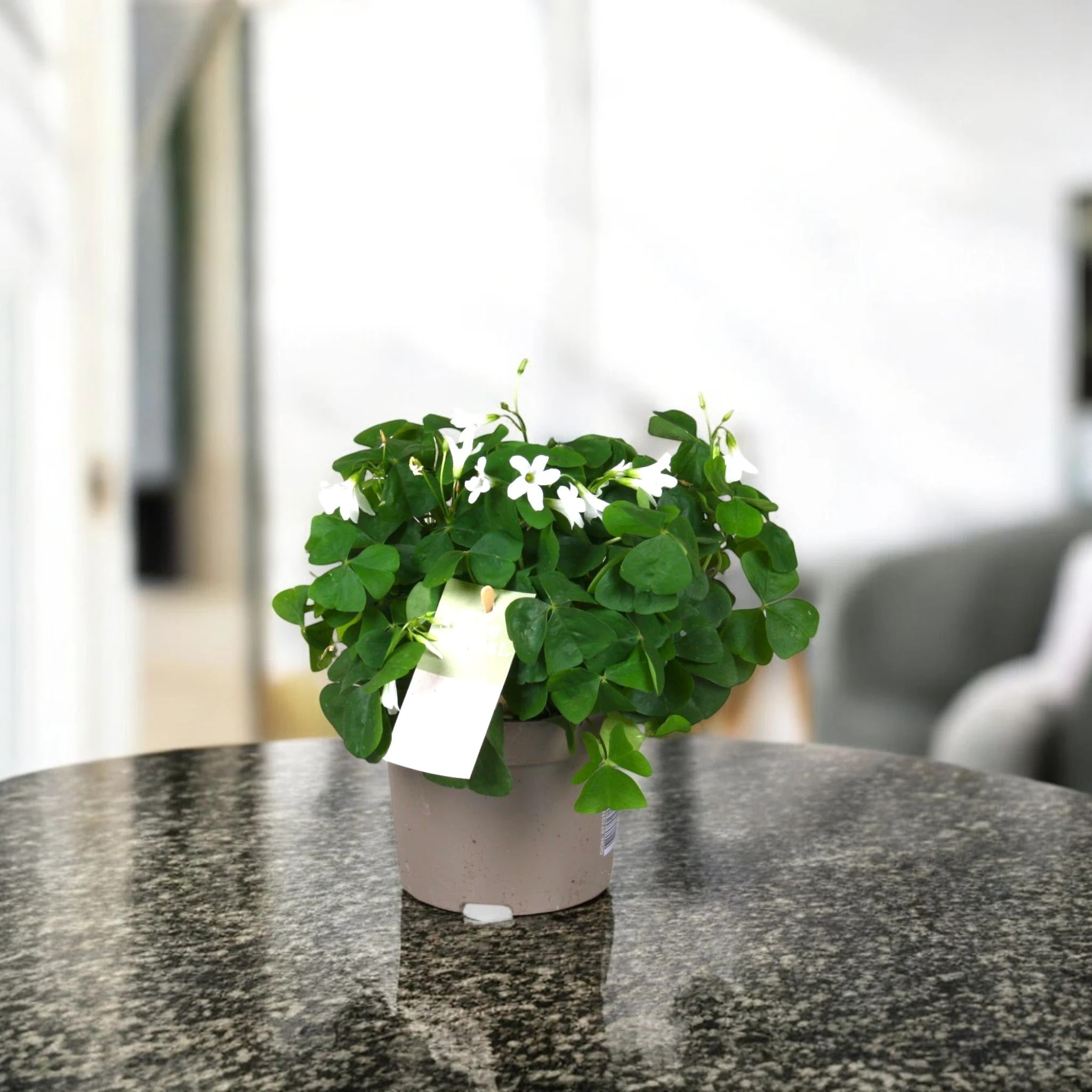 Oxalis triangularis