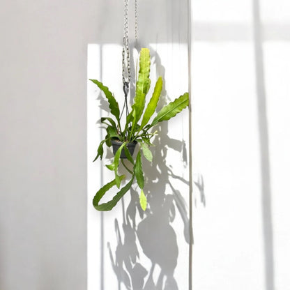 Epiphyllum fruhlingsgold