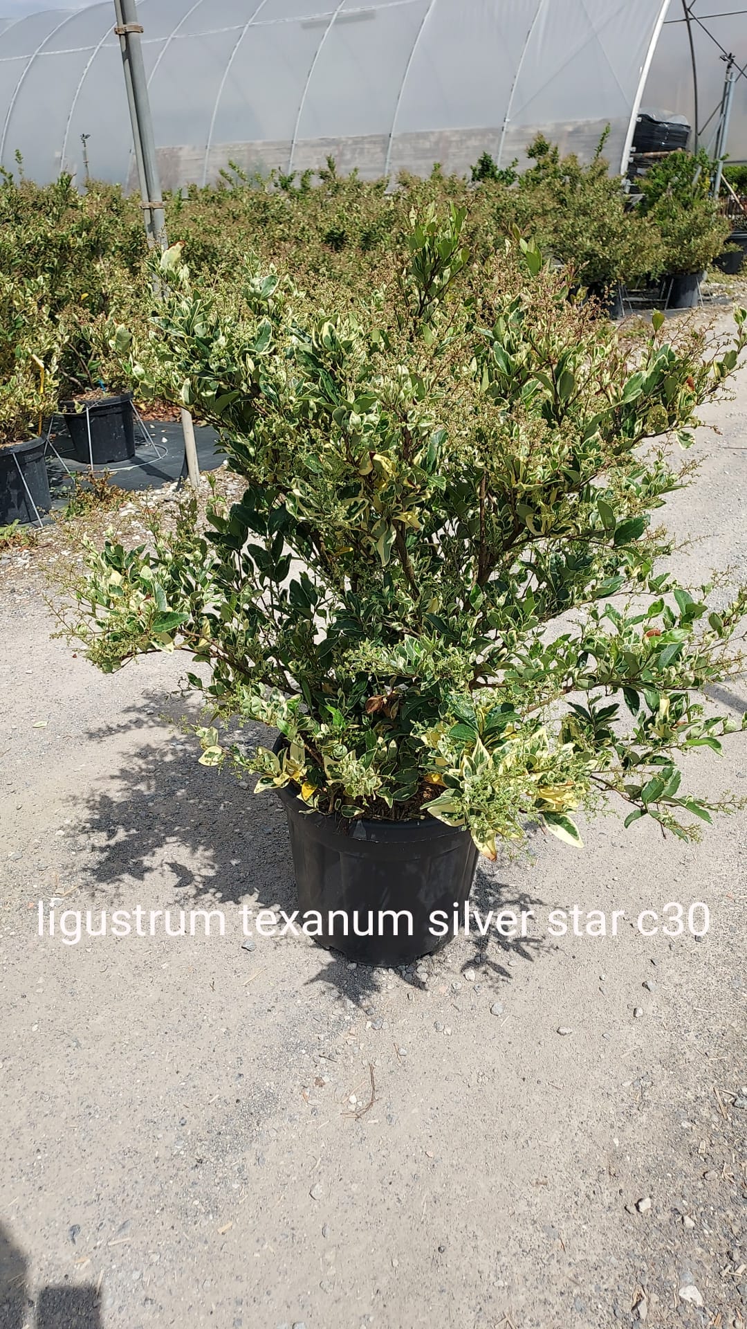 Ligustro - Ligustrum texanum