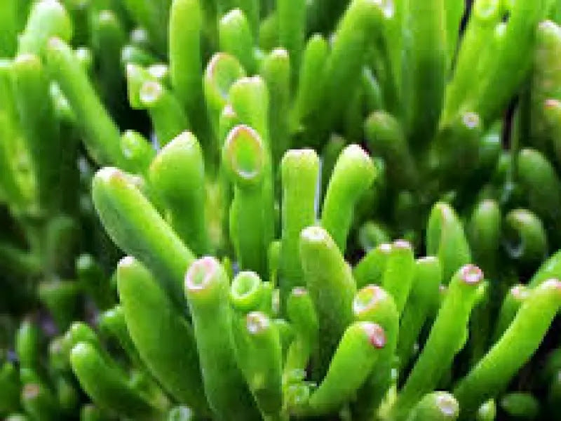 Dettaglio foglie tubolari di Crassula ovata Hobbit, carnose e ricurve