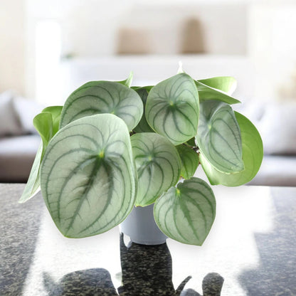 Peperomia watermelon big
